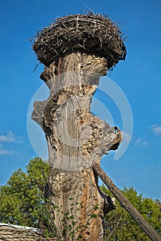 Stork nest at top of old dry tree