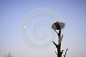 Stork in the nest on top of a tree