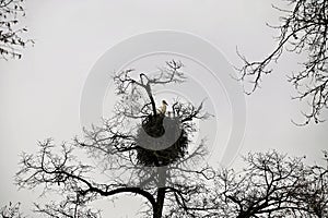 Stork nest in the tree top in some distance