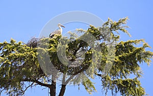 Stork nesting on a tree in Spain