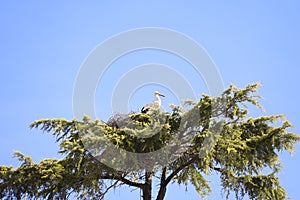 Stork nesting on a tree in Spain