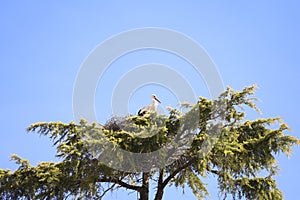 Stork nesting on a tree in Spain
