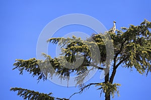 Stork nesting on a tree in Spain