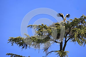 Stork nesting on a tree in Spain