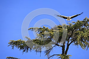 Stork nesting on a tree in Spain