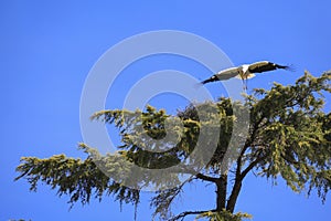 Stork nesting on a tree in Spain