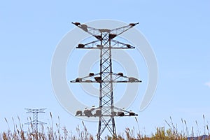 Stork nests on electricity poles at Alcolea de Cinca in Spain