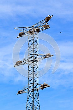 Stork nests on electricity poles at Alcolea de Cinca, Spain photo