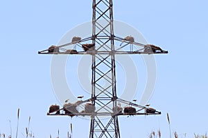 Stork nests on electricity poles in Spanish Alcolea de Cinca photo