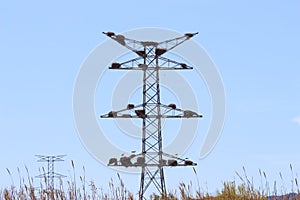 Stork nests on electricity poles at Alcolea de Cinca in Spain photo