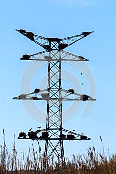 Electricity pole with stork nests, Alcolea de Cinca in Spain photo