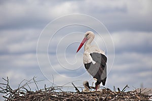 Stork with offspring