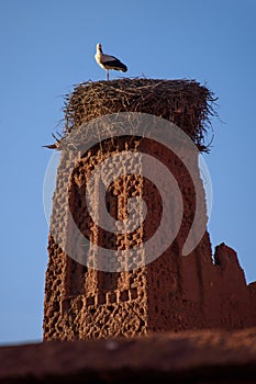 Stork on the old kasbah tower, Morocco.