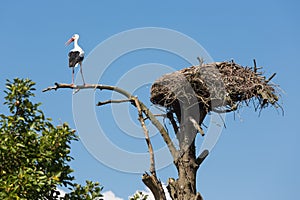 Stork at an old tree near his bird nest