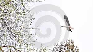 Stork with open wings flying near the branches of a tree