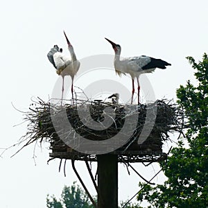 A stork pair greeting each other