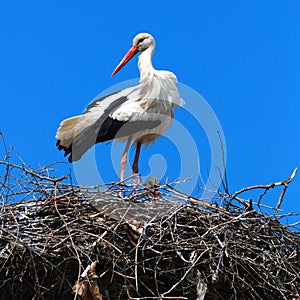 Stork perched atop nest