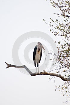 Stork perched on branch