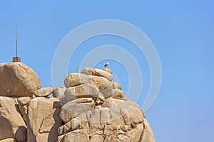 A stork perching on the top of an islet