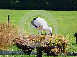 Stork photo