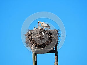 Stork placing food in the chick`s mouth, lake of ivars and vila san, lerida, spain, europe