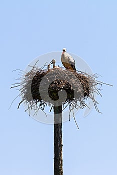 Stork on a pole nest
