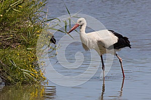 Stork in Pont du Gau in Camargue