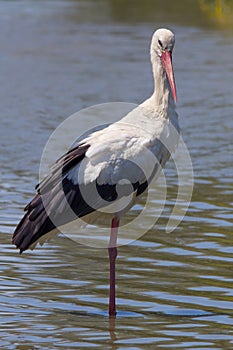 Stork in Pont du Gau in Camargue