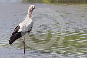 Stork in Pont du Gau in Camargue