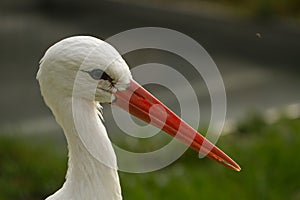 Stork portrait