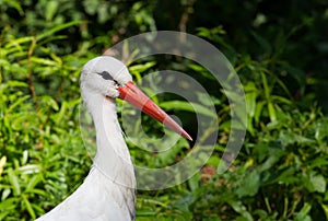 Stork portrait