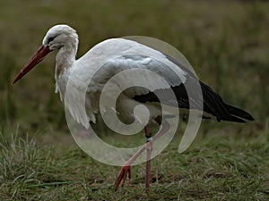 A stork