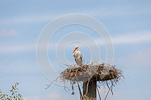 Stork providing security for her youngsters