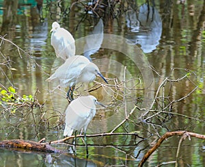 Stork relaxing in the nature reserve.