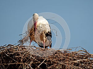 Stork repairing the nest