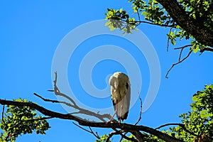 - a stork rests in an empty oak tree.