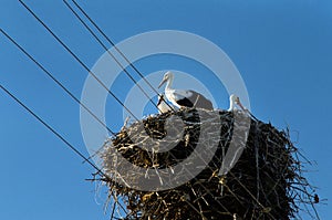 Stork returning to their nests in the spring months, the stork`s nest, the two storks,