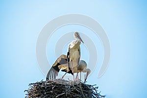 Stork returning to their nests in the spring months, the stork`s nest, the two storks. Czech Republic