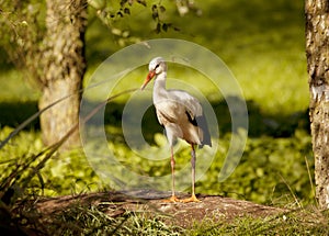 Stork with ring on the leg