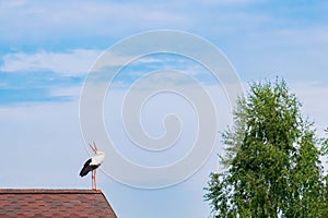 The stork on roof is bubbling with its head up
