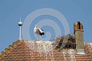 Stork on a roof at the ecomusee in Alsace