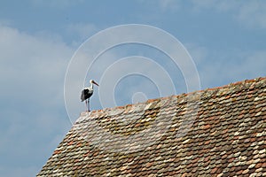 Stork on a roof on Half timbered house in a village in Alsace