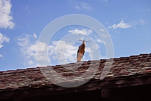 A stork on a roof preparing its nest with branches in the beak at the eco-museum of Alsace in Ungersheim