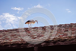 A stork on a roof preparing its nest with branches in the beak at the eco-museum of Alsace in Ungersheim