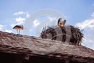 A stork on a roof preparing its nest with branches in the beak at the eco-museum of Alsace in Ungersheim