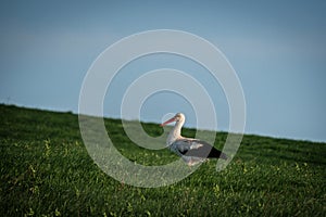 a stork runs across a meadow in search of food