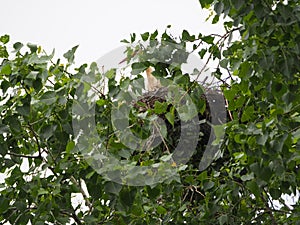 Stork`s head peeking out of green leaves, vila sana, lerida, spain, europe