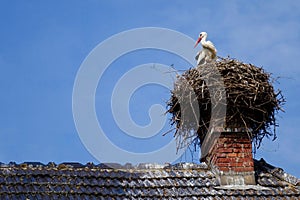 Stork