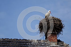 Stork