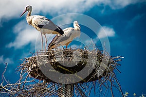 Stork`s nest in Beekse Bergen`s Safaripark photo